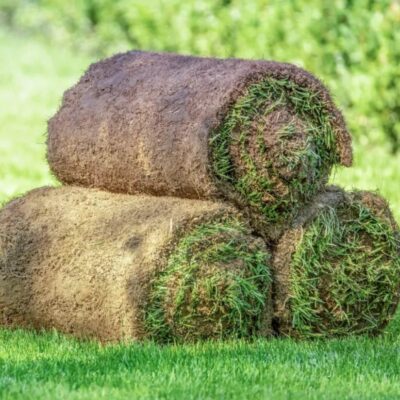 ¡Pasto Natural en Rollo Semilla Super Polo 1m² - Concepción y sus alrededores!